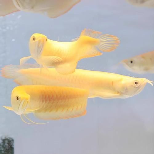 給我推薦幾款性價比高的小金頭過背金龍魚，尋找性價比高的小金頭過背金龍魚時