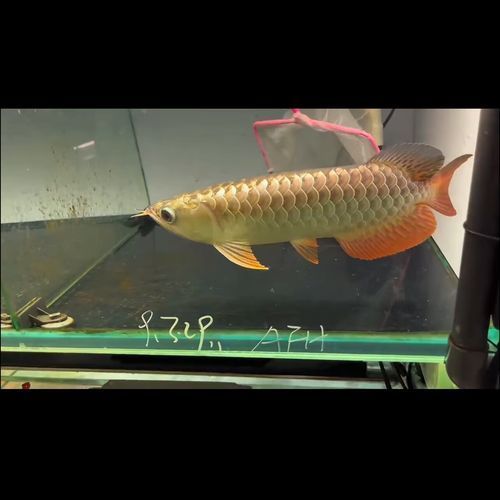 給我推薦幾款性價比高的小金頭過背金龍魚，尋找性價比高的小金頭過背金龍魚時