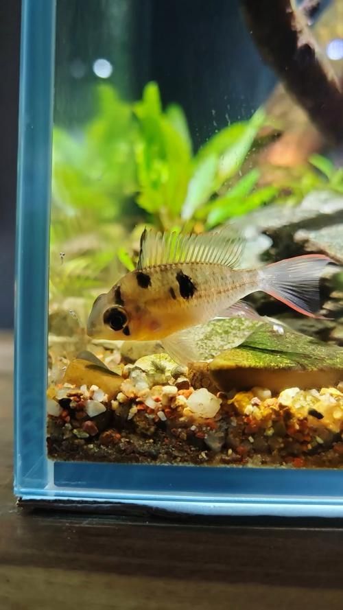 能否提供十大智商最高魚(yú)的圖片，十大高智商魚(yú)類