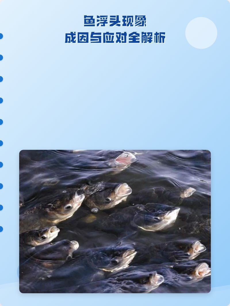 魚浮頭后如何緊急處理，魚塘缺氧浮頭怎么辦
