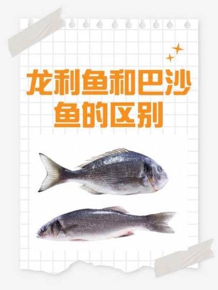 深海龍魚和龍利魚有何區別