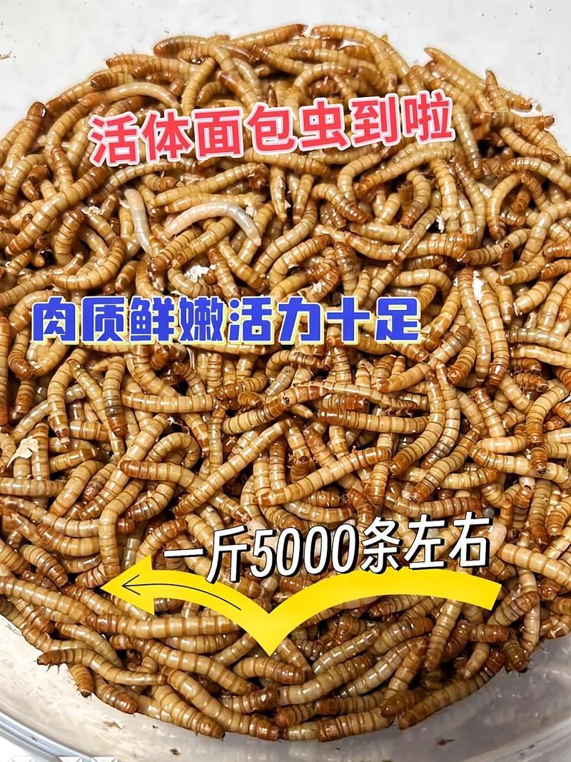 龍魚干面包蟲的最佳投喂量是多少？，龍魚干面包蟲最佳投喂干面包蟲最佳投喂量詳解