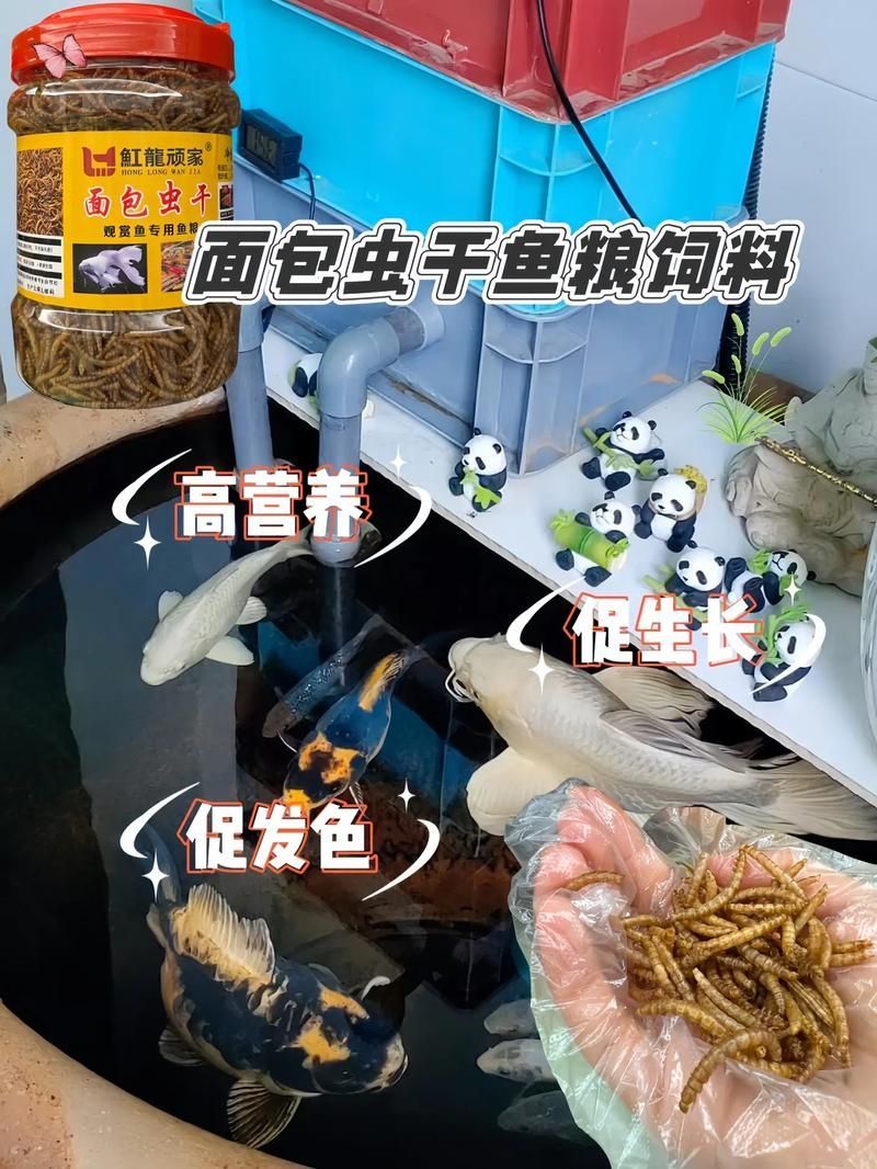 龍魚干面包蟲的最佳投喂量是多少？，龍魚干面包蟲最佳投喂干面包蟲最佳投喂量詳解