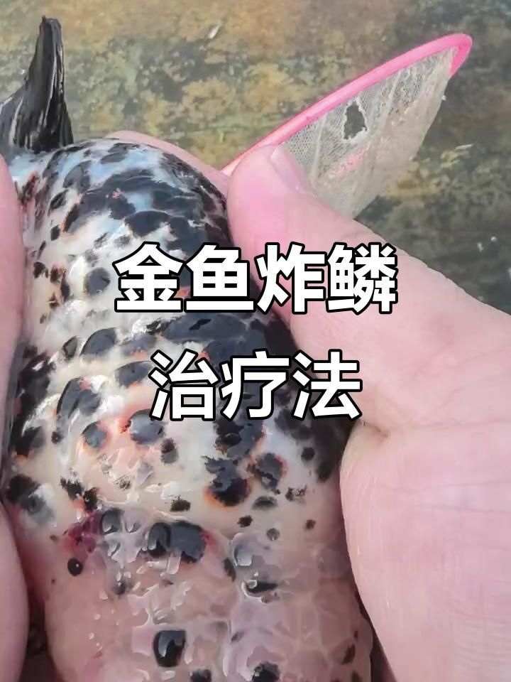 哪些藥物可以有效治療龍魚真菌感染？，關(guān)于治療龍魚真菌感染