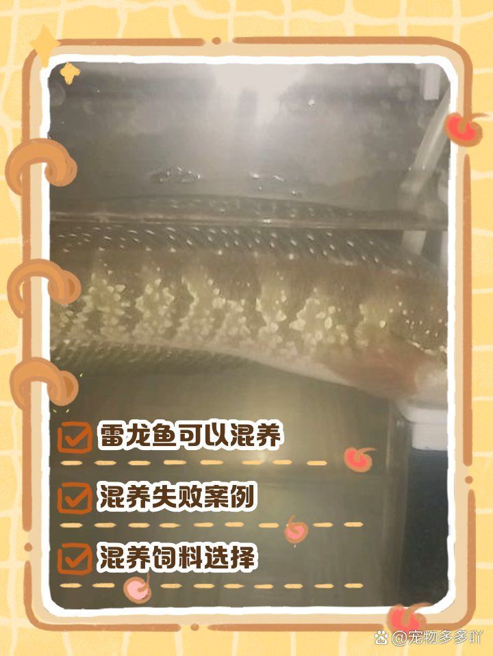 雷龍魚的最佳混養伙伴，如何判斷雷龍魚是否適合混養？