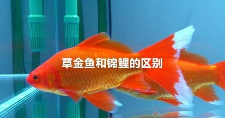 如何預防魚炸鱗病，如何預防魚炸鱗病（豎鱗病/松鱗病）