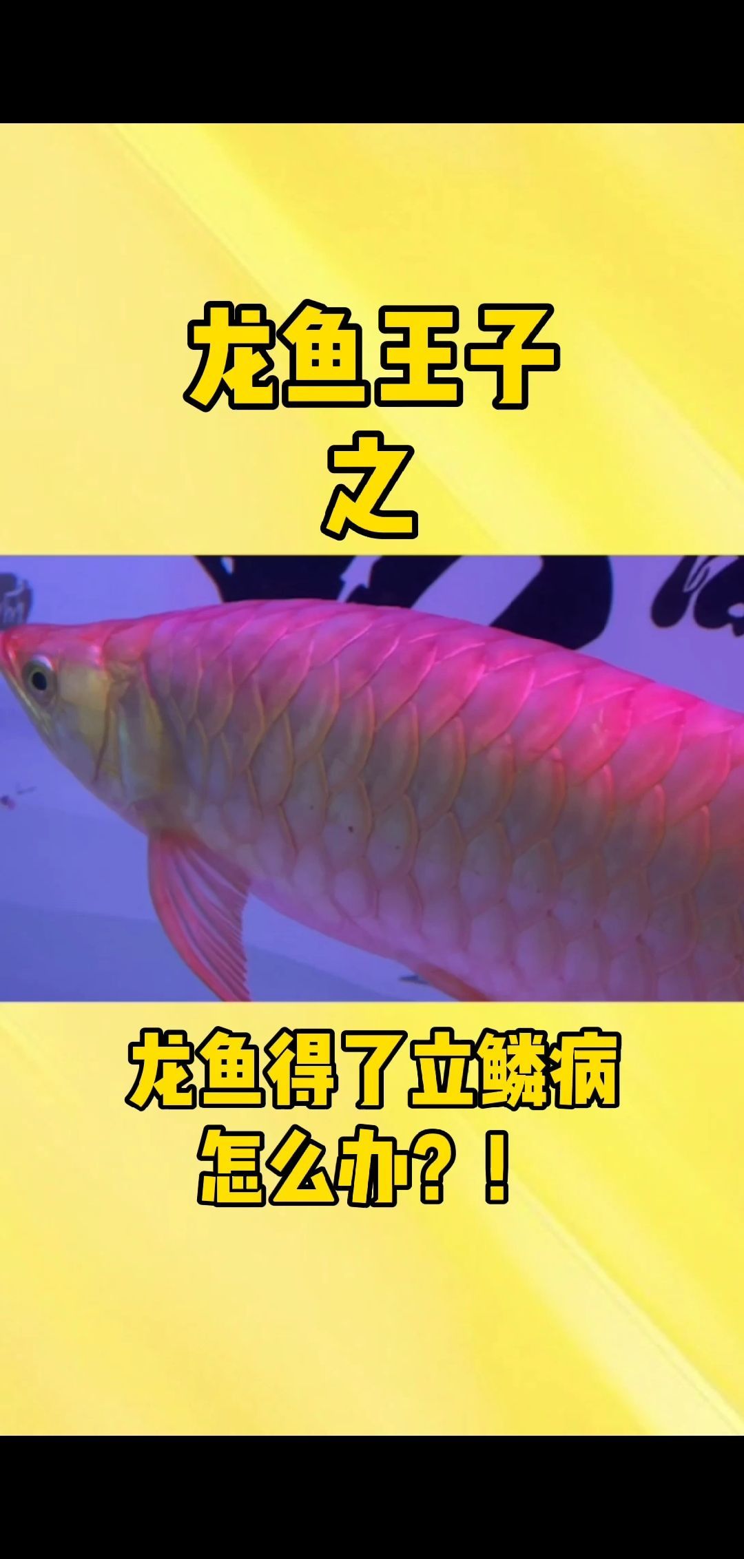有哪些龍魚病癥視頻教程推薦？，龍魚病癥視頻教程