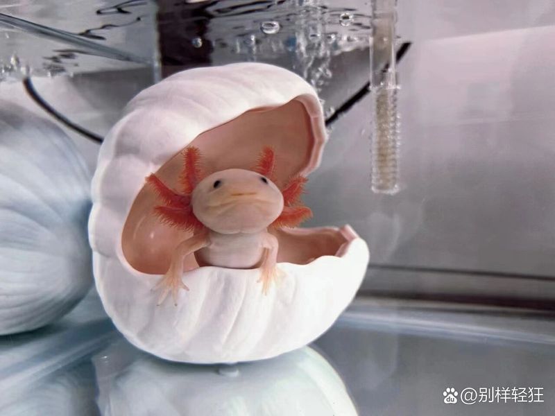 六角恐龍魚多久喂一次，六角恐龍魚喂養(yǎng)指南