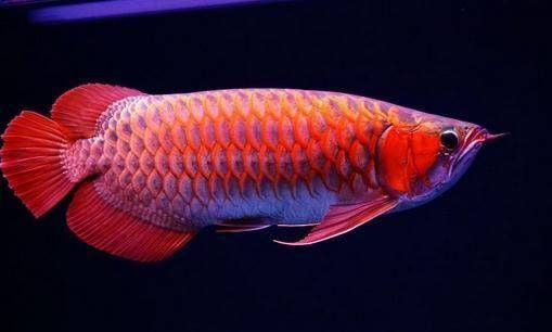 有哪些龍魚品種是稀有或特殊品種？，紅龍、金龍魚、銀龍魚、紅龍、金龍魚、紅龍、金龍、紫龍、紫龍