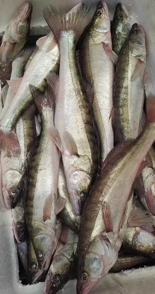 除了上述品種，還有哪些龍魚價格昂貴？，福隆龍魚和福隆龍魚有哪些品種，龍魚價格昂貴的龍魚