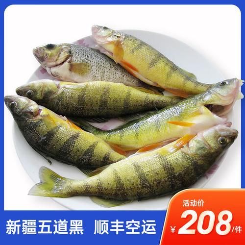 除了上述品種，還有哪些龍魚價格昂貴？，福隆龍魚和福隆龍魚有哪些品種，龍魚價格昂貴的龍魚