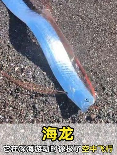 如何區分海龍魚和龍魚？，如何區分海龍魚和龍魚