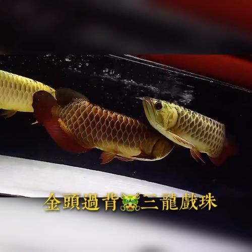 武吉美拉金龍魚的市場價格是多少？，武吉美拉金龍魚的市場價格是多少武吉美拉金龍魚市場價格走勢