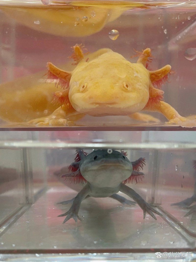 如何區分六角龍魚和蠑螈的幼體，六角龍魚和蠑螈的區別