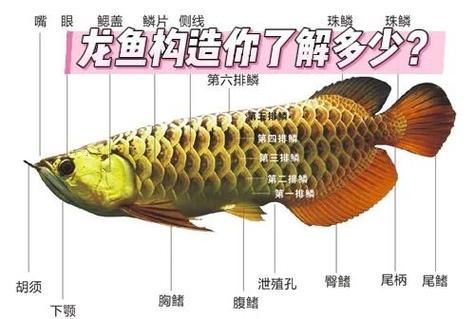 如何辨別龍魚的真假和品質(zhì)，如何挑選優(yōu)質(zhì)龍魚