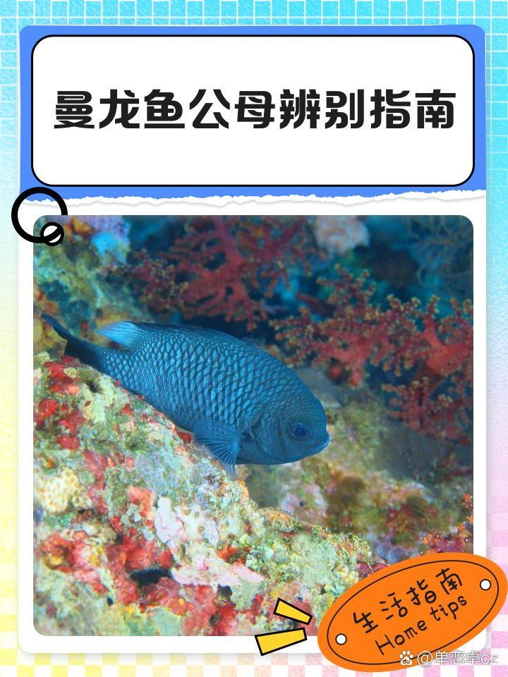 如何區(qū)分曼龍魚幼魚的公母