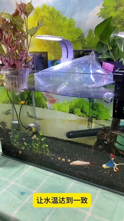 如何預防可麗愛魚缸的疾??？，可麗愛魚缸疾病預防