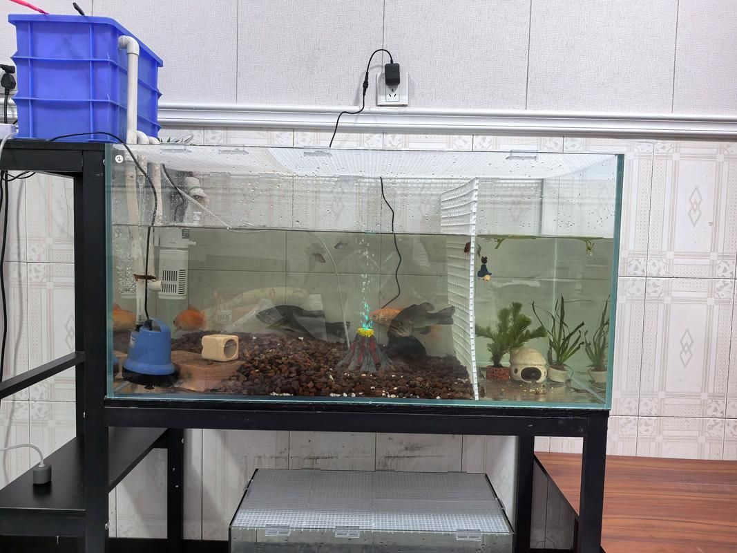 如何預防可麗愛魚缸的疾病？，可麗愛魚缸疾病預防