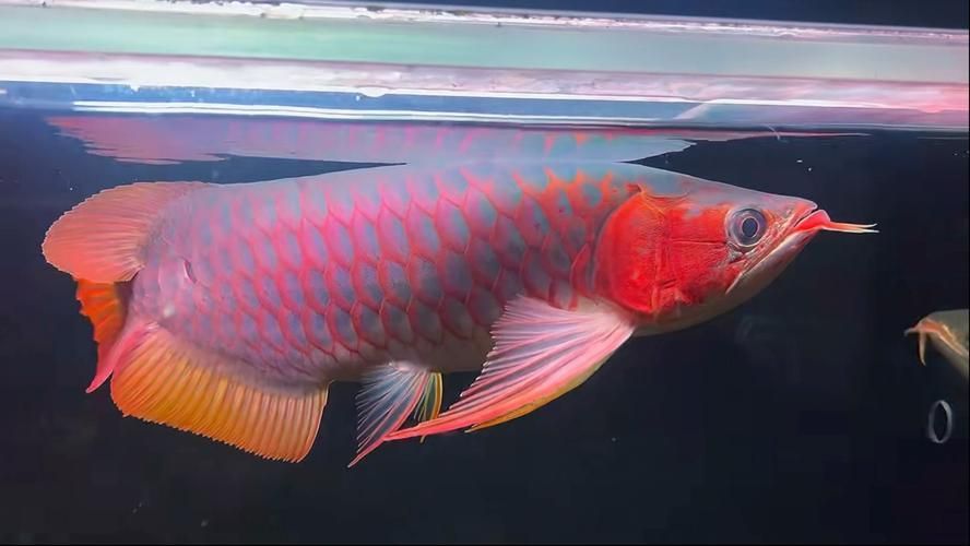 紅龍腮紅選擇指南，如何挑選適合自己的紅龍腮紅選擇指南紅龍腮紅選擇指南