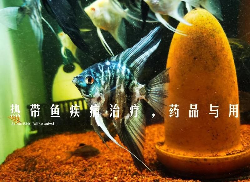 有哪些品牌推薦的海水魚專用藥物，嗶哩嗶哩，如何正確使用海水魚專用藥物