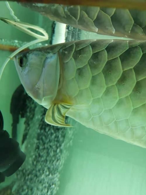 給我一些預防龍魚翻鰓的圖片，如何判斷龍魚是否翻鰓，如何早期干預龍魚翻鰓，有哪些龍魚翻鰓的治療方法