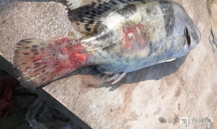 如何判斷海水魚是否體表細(xì)菌感染，如何判斷海水魚是否體表細(xì)菌感染（arxiv論文助手”