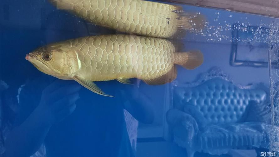 給我推薦幾款50厘米的金龍魚，50厘米的金龍魚適合家庭魚缸中的50厘米的金龍魚