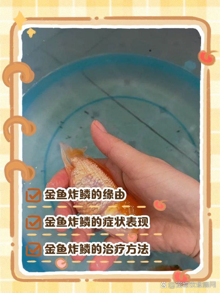 如何判斷金魚炸鱗是否細菌感染，如何判斷金魚是否患有炸鱗病