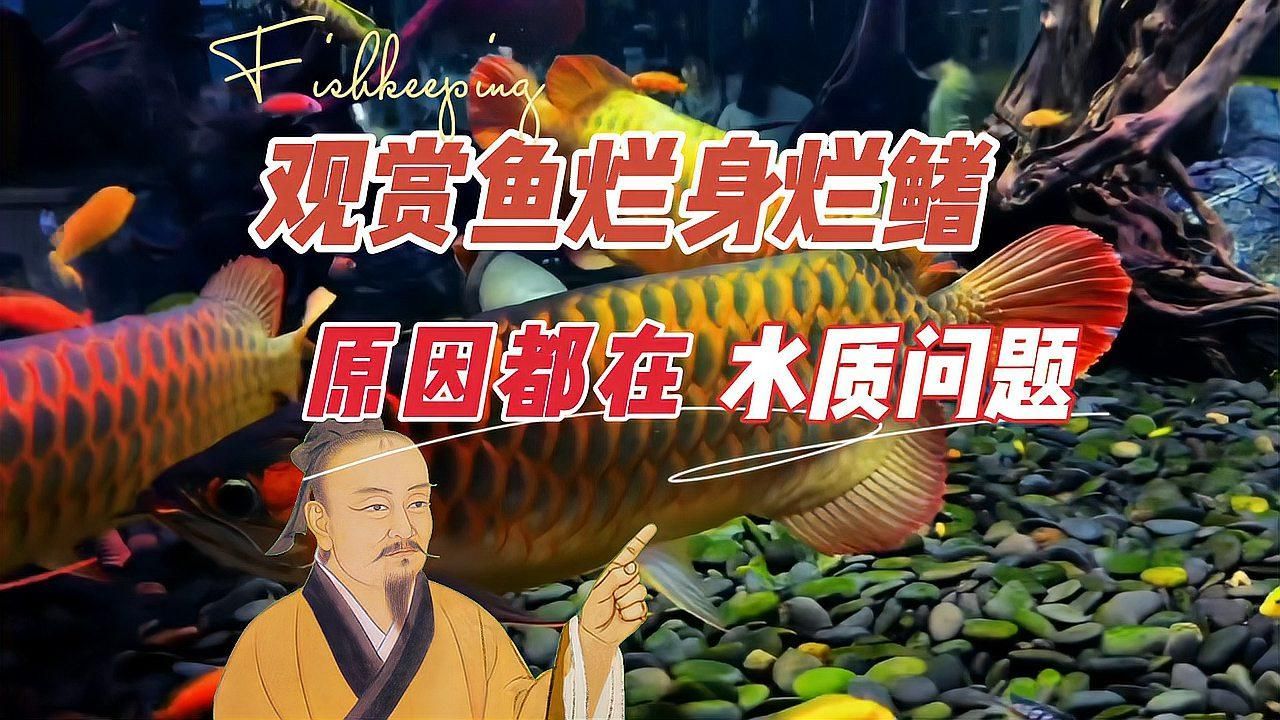 如何預防魚身上潰爛，預防魚身上潰爛的方法