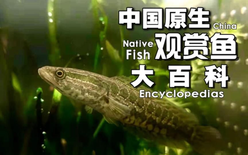 給我一些關于雷龍魚和黑魚的信息，雷龍魚與黑魚的區別
