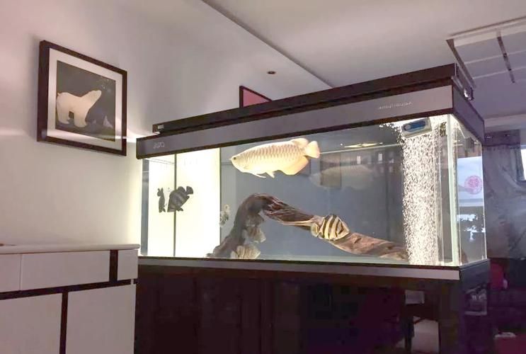平泉龍魚養殖有哪些政策支持，平泉市“龍魚養殖”專項政策支持