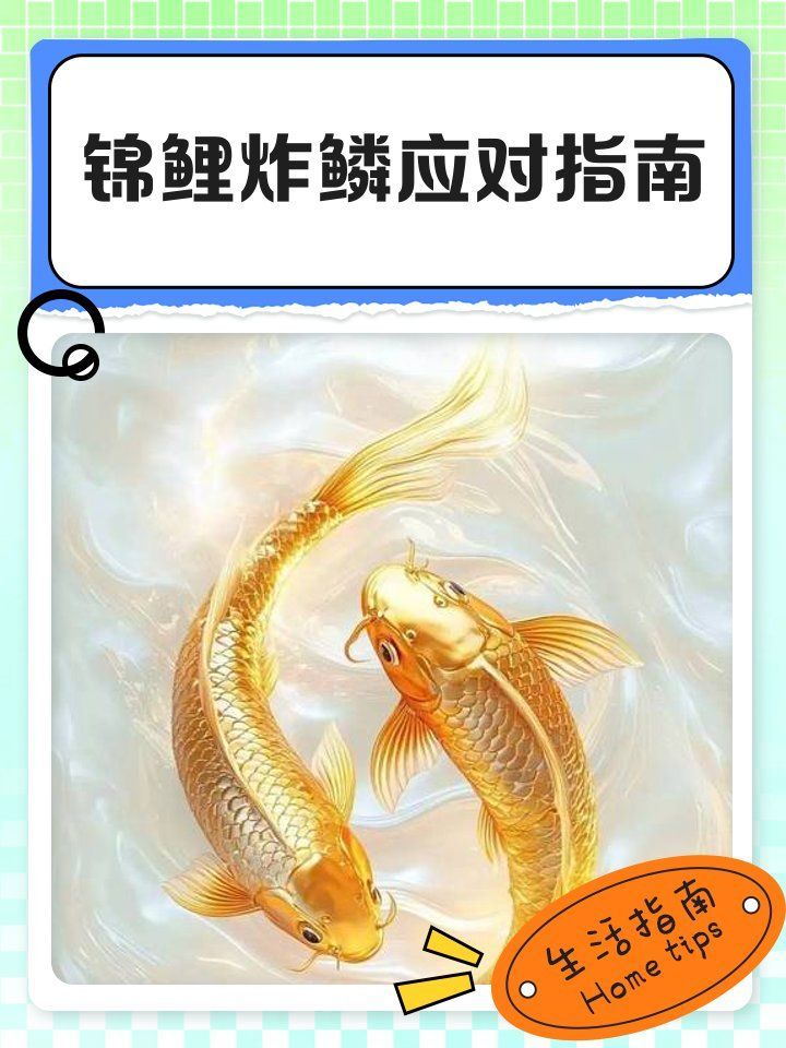 錦鯉炸鱗病有哪些治療方法，錦鯉炸鱗病如何治療