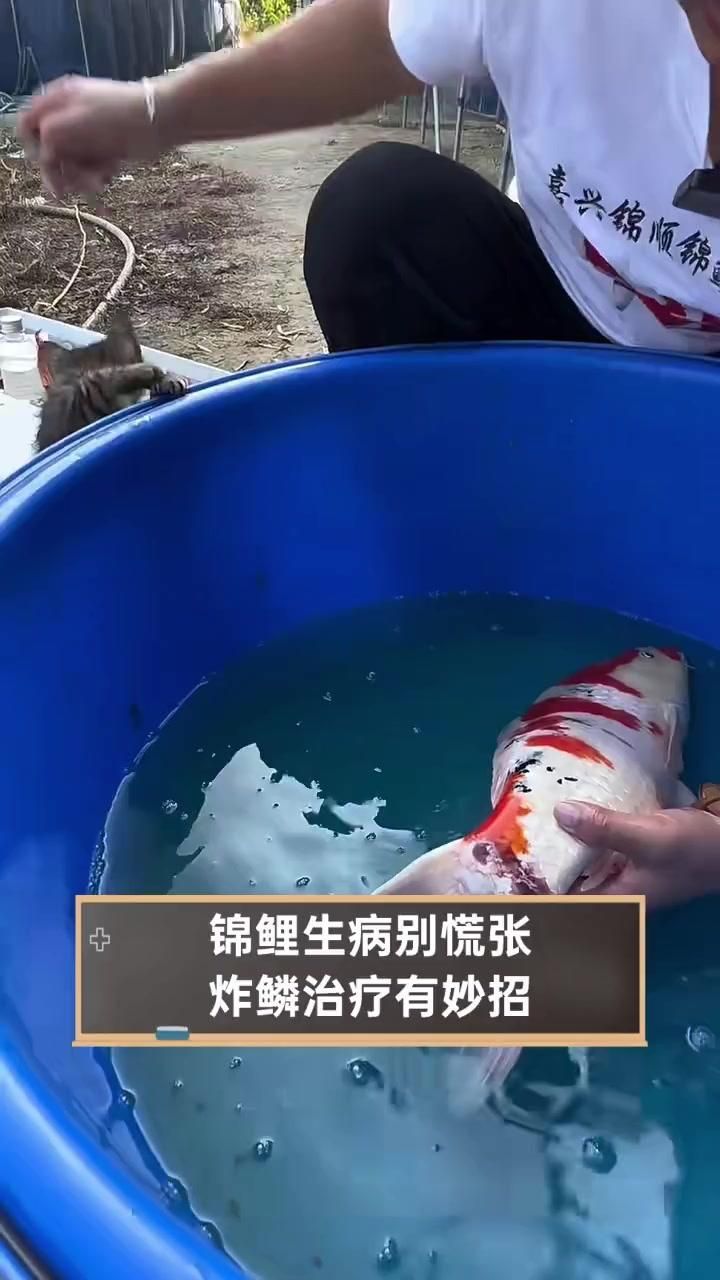 錦鯉炸鱗病有哪些治療方法，錦鯉炸鱗病如何治療