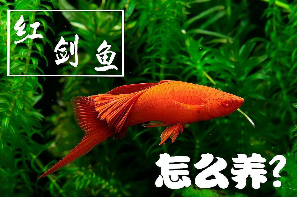 如何判斷紅劍魚是否適應了新環境，紅劍魚適應新環境