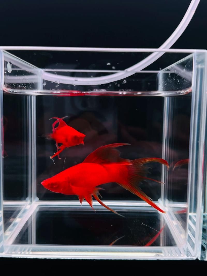 如何判斷紅劍魚是否適應(yīng)了新環(huán)境，紅劍魚適應(yīng)新環(huán)境