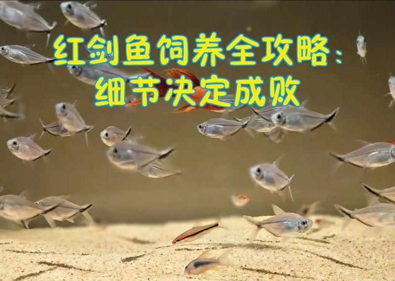 如何判斷紅劍魚是否適應了新環境，紅劍魚適應新環境