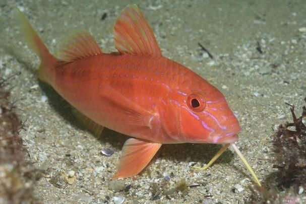 如何判斷紅劍魚是否適應(yīng)了新環(huán)境，紅劍魚適應(yīng)新環(huán)境