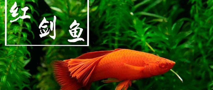 如何判斷紅劍魚是否適應了新環境，紅劍魚適應新環境