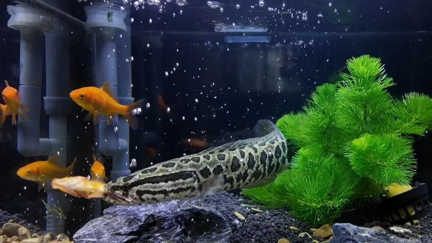 過背金龍魚有哪些天敵魚類，過背金龍魚有哪些天敵魚類（scleropagesformosus）