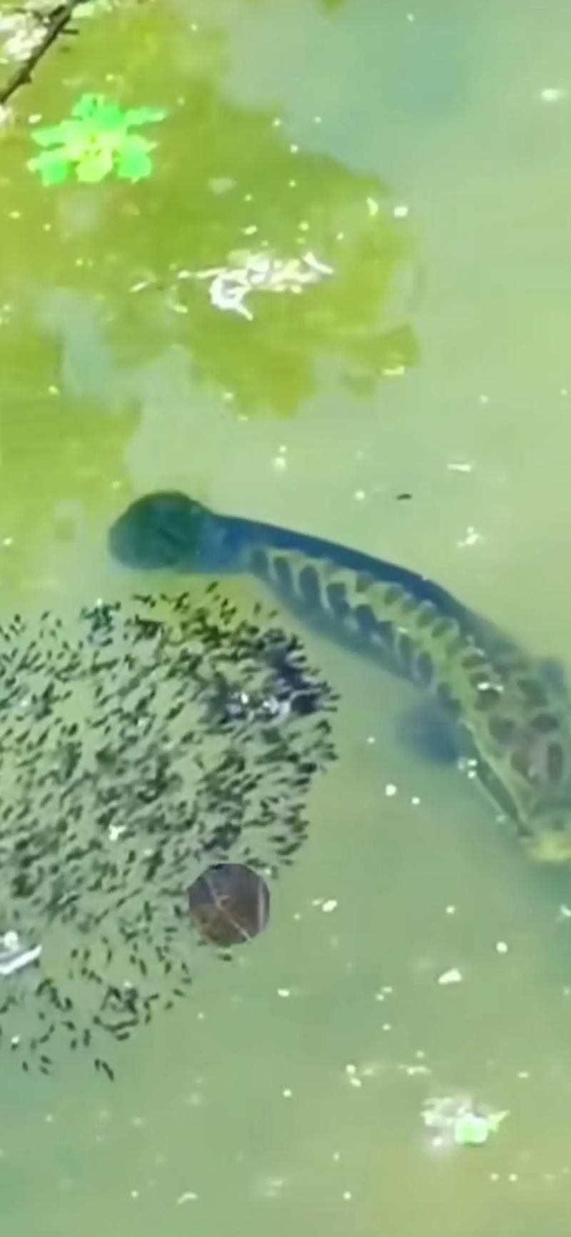 過背金龍魚有哪些天敵魚類，過背金龍魚有哪些天敵魚類（scleropagesformosus）