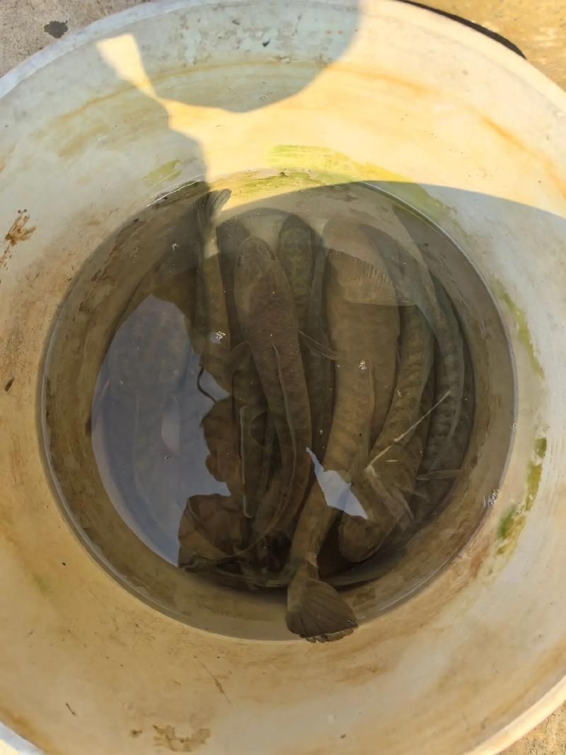 過背金龍魚有哪些天敵魚類，過背金龍魚有哪些天敵魚類（scleropagesformosus）