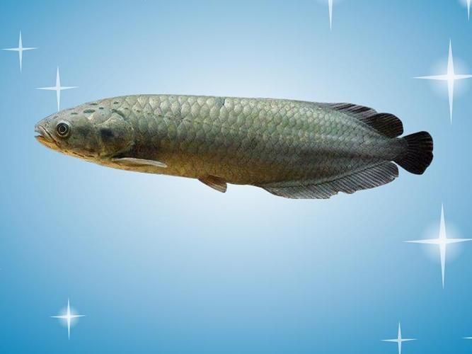 弋江龍魚有哪些品種？，十款熱門龍魚大揭秘，紅龍、金龍等品種全解析