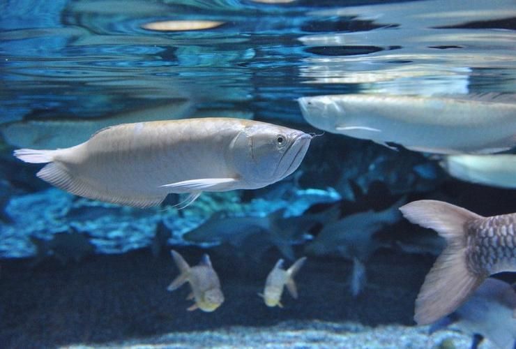 弋江龍魚有哪些品種？，十款熱門龍魚大揭秘，紅龍、金龍等品種全解析
