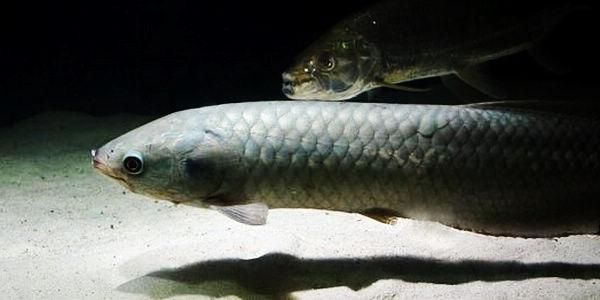 弋江龍魚有哪些品種？，十款熱門龍魚大揭秘，紅龍、金龍等品種全解析