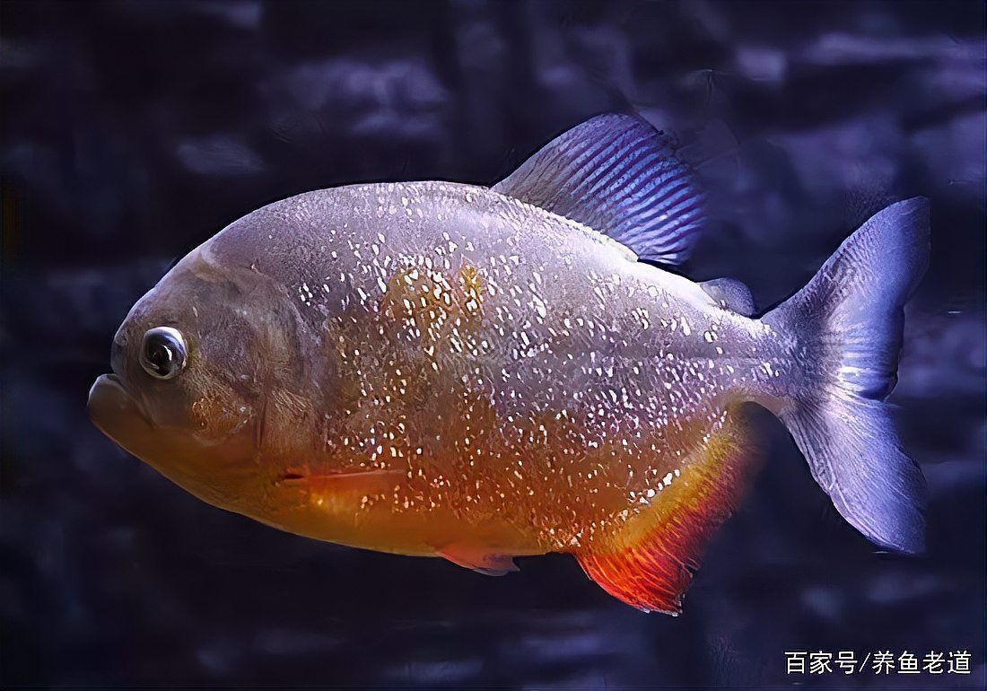 如何判斷炸鱗病是否復發(fā)，如何判斷銀屑病復發(fā)