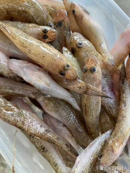奎龍魚的營養價值，奎龍魚的營養價值詳解奎龍魚的營養價值詳解奎龍魚的營養價值