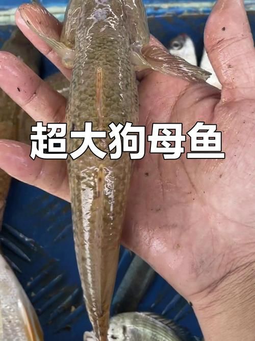 奎龍魚的營養價值，奎龍魚的營養價值詳解奎龍魚的營養價值詳解奎龍魚的營養價值