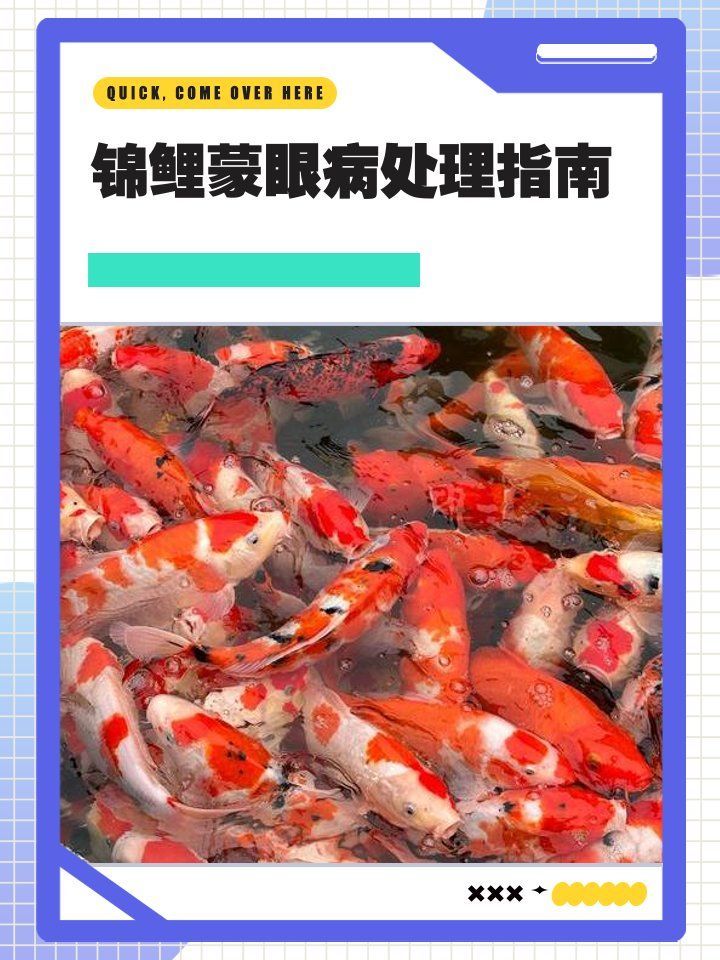 錦鯉蒙眼病如何治療最有效
