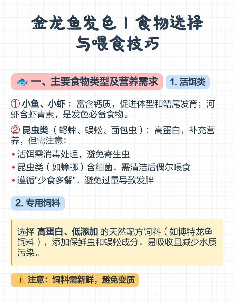 金龍魚發色過程中有哪些注意事項，金龍魚發色的注意事項