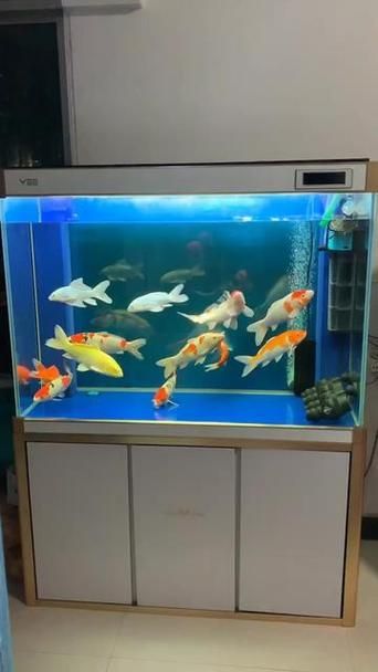 給我推薦一些適合養大錦鯉的魚缸，養大錦鯉的魚缸選擇